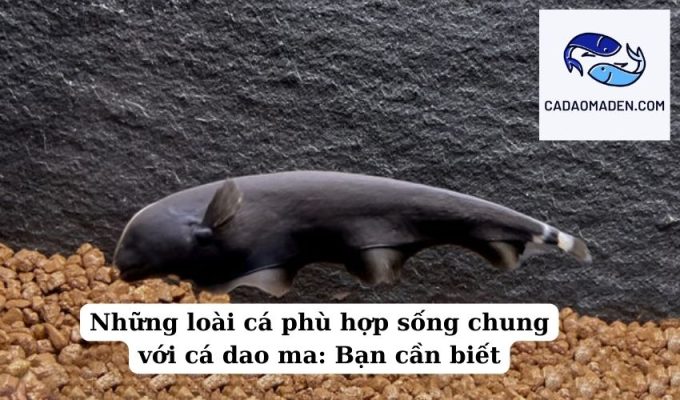 Những loài cá phù hợp sống chung với cá dao ma Bạn cần biết