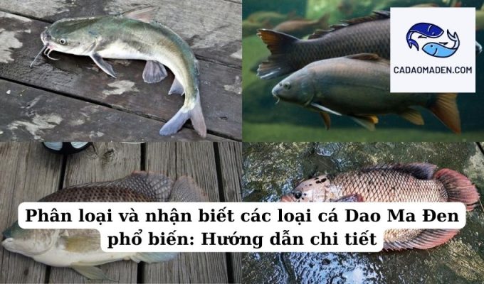 Phân loại và nhận biết các loại cá Dao Ma Đen phổ biến Hướng dẫn chi tiết