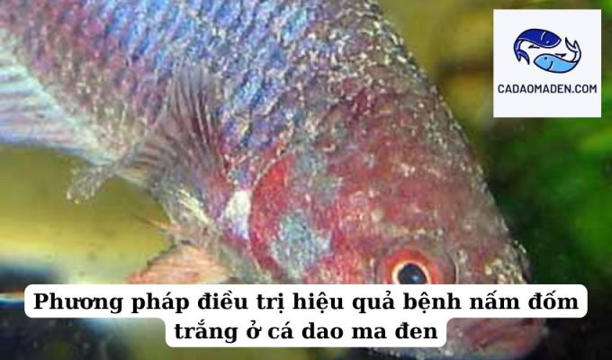 Phương pháp điều trị hiệu quả bệnh nấm đốm trắng ở cá dao ma đen