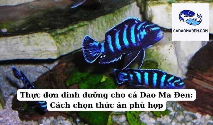 Thực đơn dinh dưỡng cho cá Dao Ma Đen Cách chọn thức ăn phù hợp